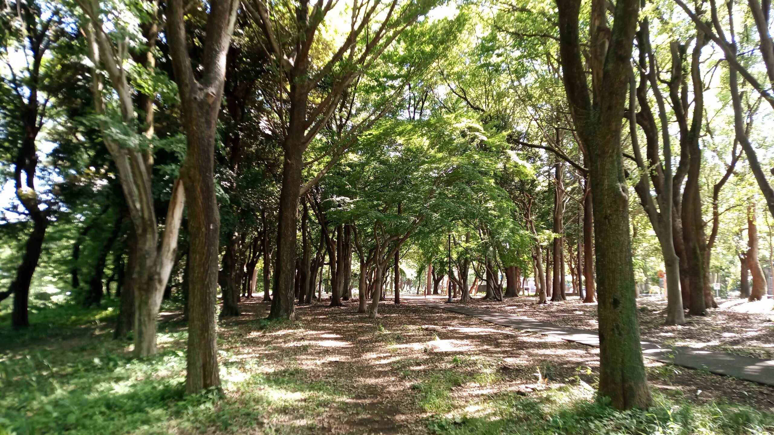 「砧公園」を散歩してみよう！散歩コースを写真付きで紹介！