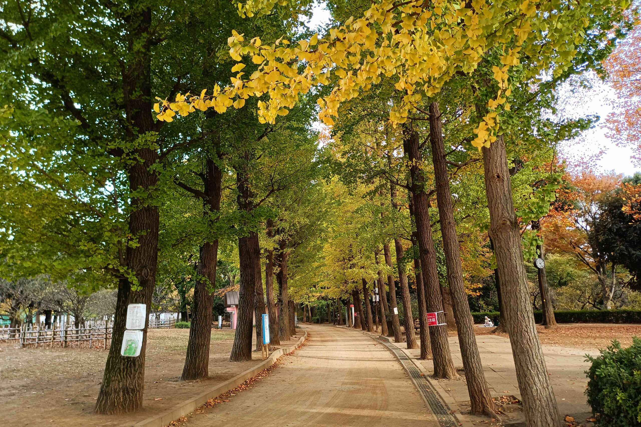 【写真付き】イチョウ並木が絶景！秋の羽根木公園の内部を紹介！