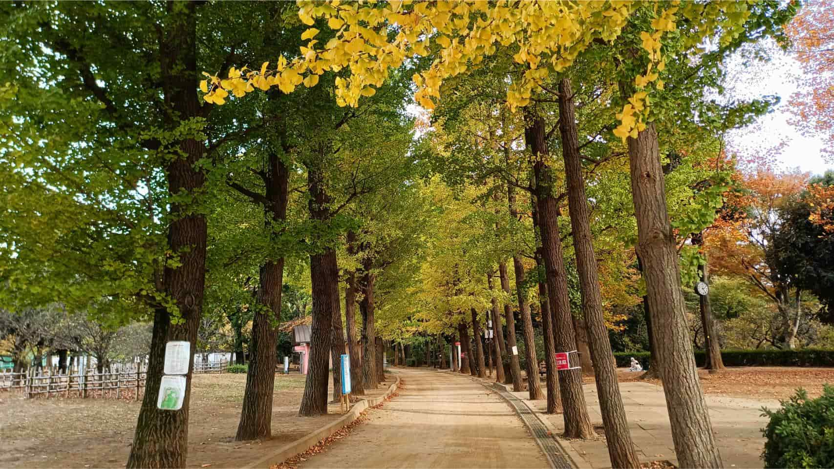 【アクセス良好】羽根木公園を散歩してみよう！イチョウ並木をウォーキング！